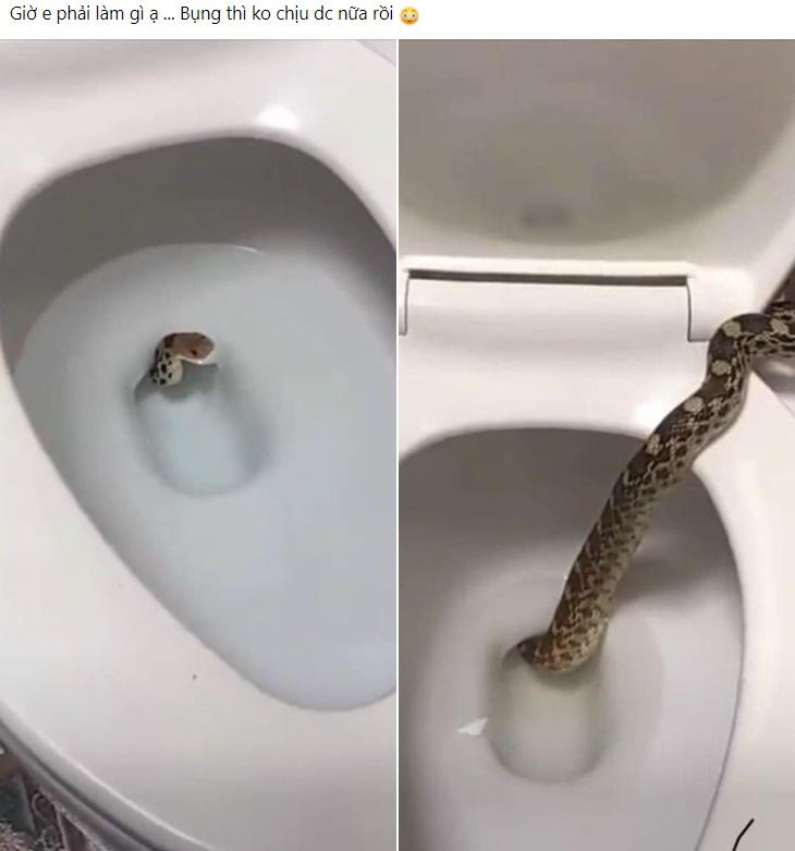 Đi vệ sinh, cô gái phát hiện thứ kinh dị ngoi lên từ bồn cầu-1