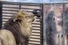 Khu bảo tồn ngược đời ở Nam Phi cho sư tử 'xem' người