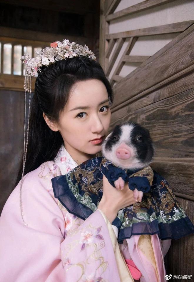 Mất lợn ở quán ăn, Viên Băng Nghiên sai hơn 10 trợ lý đi tìm-3