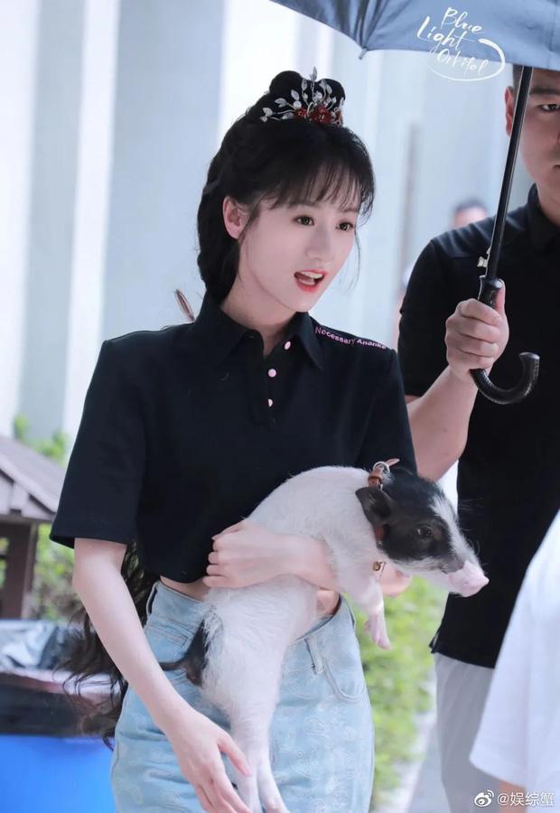 Mất lợn ở quán ăn, Viên Băng Nghiên sai hơn 10 trợ lý đi tìm-4