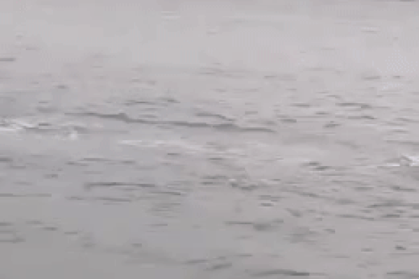 Clip: Mãn nhãn màn 'diễn xiếc' của cá heo hồng ở bãi biển Đồ Sơn