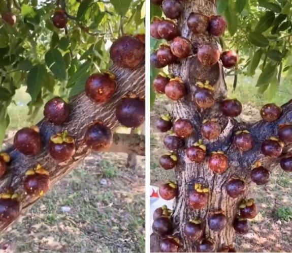 Cây măng cụt ra quả như đột biến khiến ai cũng kinh ngạc-1