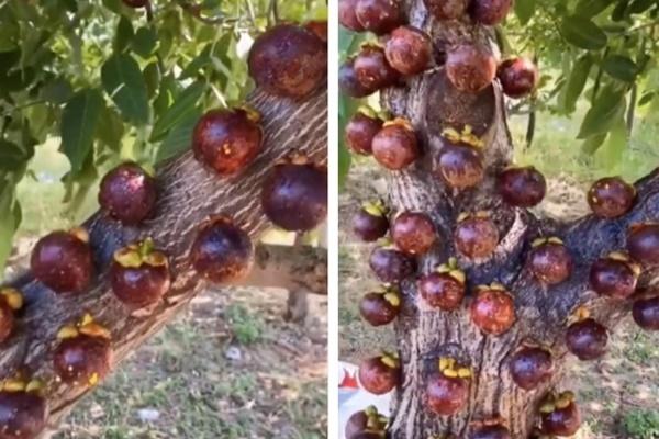 Cây đu đủ bị bão đánh gãy bất ngờ xoè thành 9 nhánh, định giá lên tới 7 tỷ-2