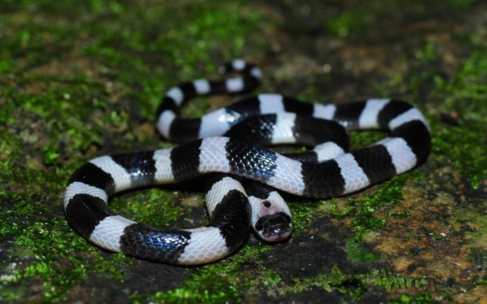 Thót tim hai bé Na trườn vào trong đám ma-2