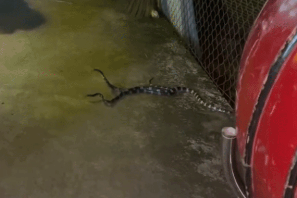 Giải cứu người đàn ông bị rắn hổ mang chui vào quần lúc đang ngủ-2