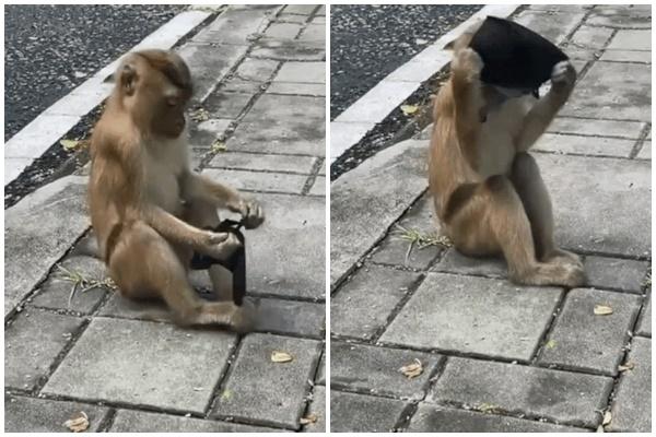 Clip khỉ cố gắng tự đeo khẩu trang hút hàng triệu lượt xem-1