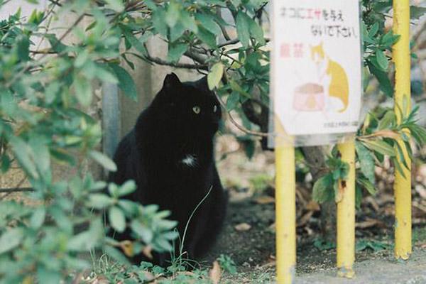 Chuyện 12 cung Hoàng đạo: Xử Nữ sống theo chủ nghĩa hoàn hảo-3