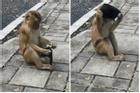 Clip 'khỉ cố gắng tự đeo khẩu trang' hút hàng triệu lượt xem