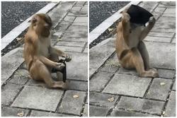 Clip 'khỉ cố gắng tự đeo khẩu trang' hút hàng triệu lượt xem