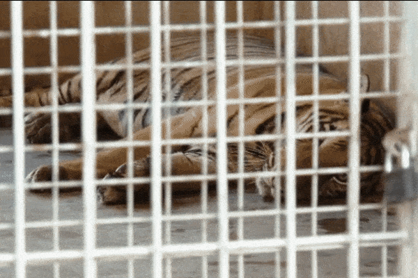 9 con hổ 20 ngày ăn hết 400 triệu: Quá tốn kém, chưa đâu nhận nuôi-1