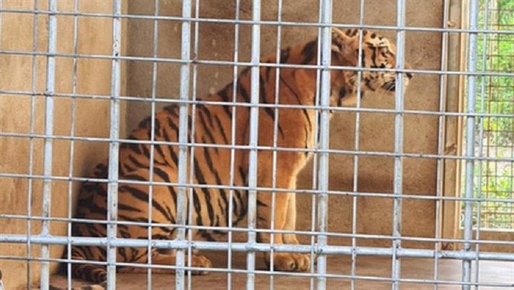 9 con hổ 20 ngày ăn hết 400 triệu: Quá tốn kém, chưa đâu nhận nuôi-3