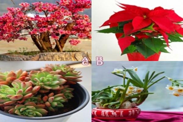 Trắc nghiệm: Tiết lộ khuyết điểm chí mạng trong tính cách bạn-4