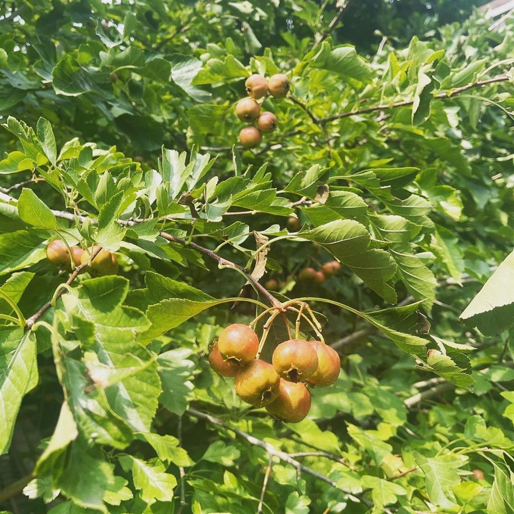 Tình trạng hiện tại của Triệu Vy giữa thông tin truy nã-3