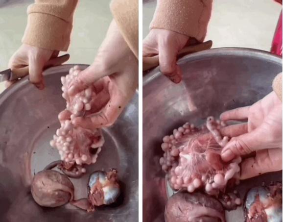Cô gái mổ gà phát hiện bên trong có vô số khối u kinh hãi-1