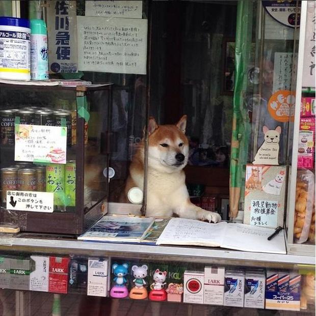 Chú chó bán tạp hóa nổi tiếng khắp Châu Á vì quá chiều khách-1