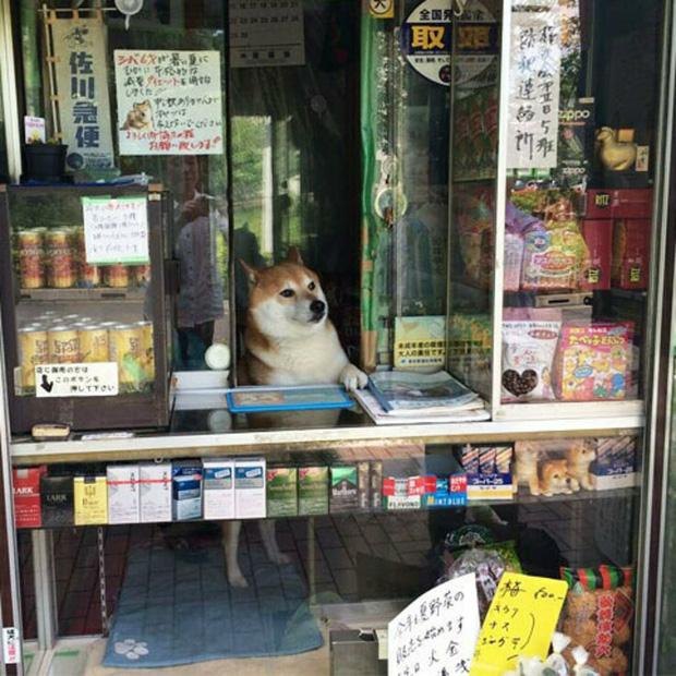 Chú chó bán tạp hóa nổi tiếng khắp Châu Á vì quá chiều khách-5