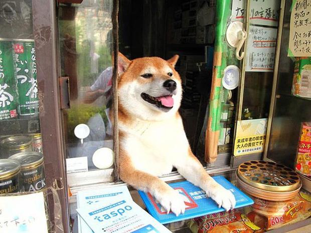 Chú chó bán tạp hóa nổi tiếng khắp Châu Á vì quá chiều khách-7