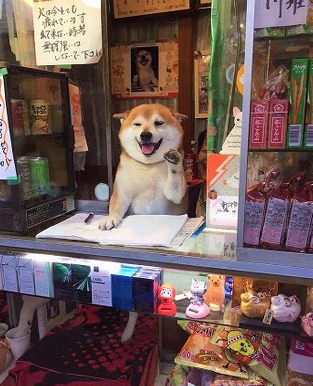 Chú chó bán tạp hóa nổi tiếng khắp Châu Á vì quá chiều khách-8