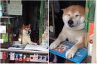 Chú chó bán tạp hóa nổi tiếng khắp Châu Á vì quá chiều khách