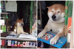 Chú chó bán tạp hóa nổi tiếng khắp Châu Á vì quá chiều khách