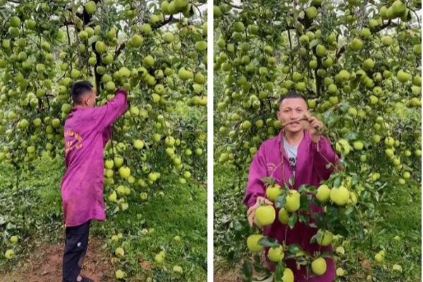 Tận mục giống táo ví như kim cương đen, nửa triệu đồng/quả-10