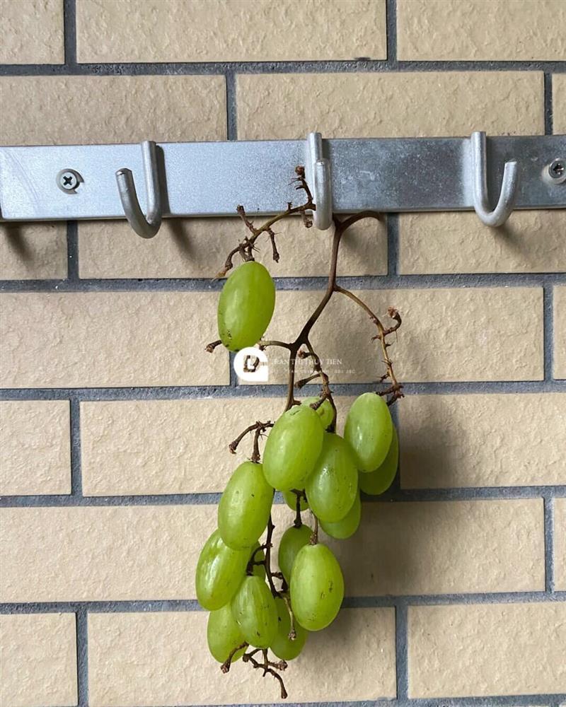 Tưởng treo gió 60 ngày có món nho khô, ngày cuối kết quả hú hồn-1