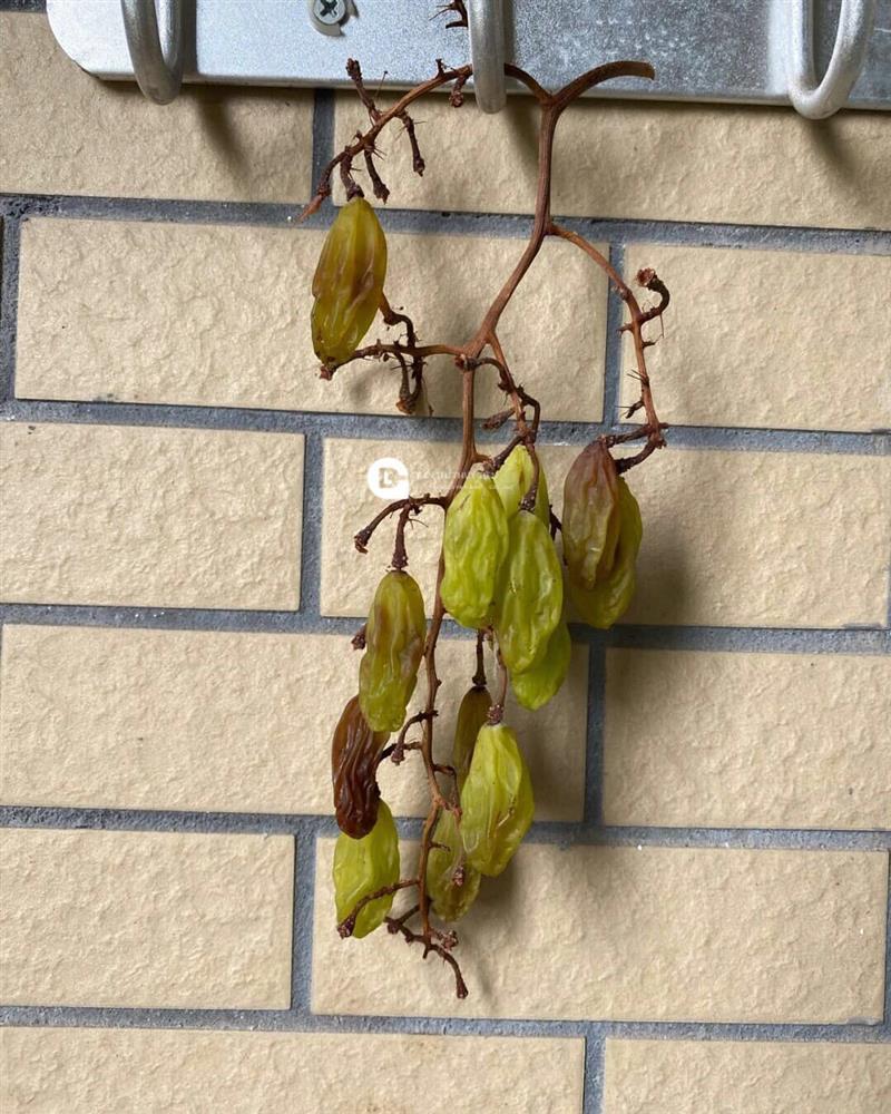 Tưởng treo gió 60 ngày có món nho khô, ngày cuối kết quả hú hồn-4