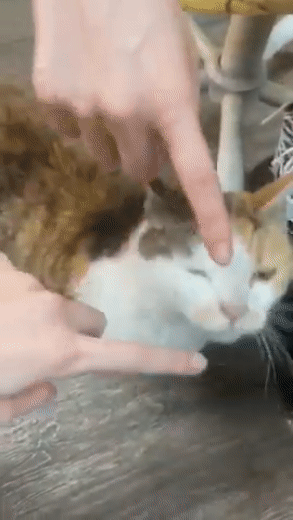 Vừa bị tố ngược đãi mèo, Winter aespa lại nuôi hamster sai cách-5