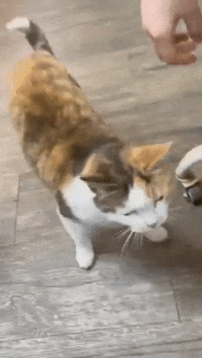 Vừa bị tố ngược đãi mèo, Winter aespa lại nuôi hamster sai cách-6