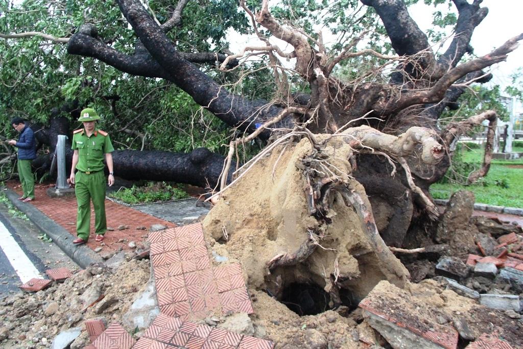 Bão số 13 đổ bộ vào miền Trung: Gió giật kinh hoàng, mưa lớn, cây bật gốc, trường học tốc mái-4