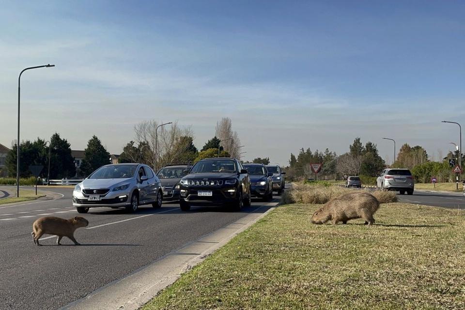 Chuột khổng lồ xâm chiếm khu nhà giàu ở Argentina-4