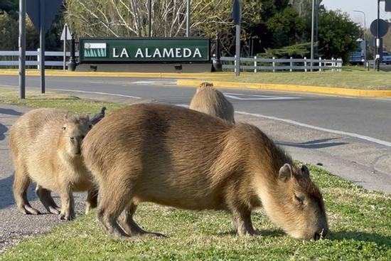 Chuột khổng lồ xâm chiếm khu nhà giàu ở Argentina