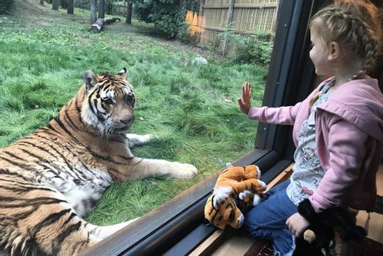 Phòng khách sạn nằm cạnh chuồng hổ ở Anh