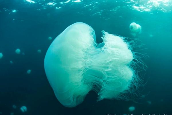 Dự án giúp người tàn tật có thể tắm biển dễ dàng-1