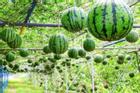 Cách người Nhật trồng loại dưa hấu đắt nhất hành tinh
