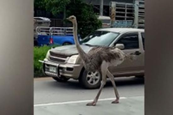 Đà điểu đi lạc gây hỗn loạn trên đường phố Thái Lan