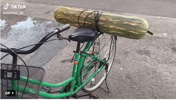 Hú hồn khi thấy chàng trai chở thứ nhìn như quả bom sau xe đạp-2