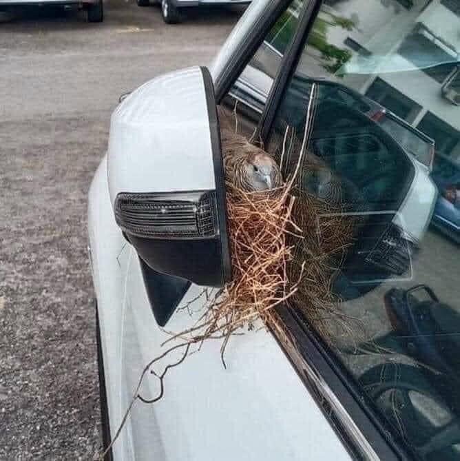 Rùng mình xế yêu cả tháng không dùng tới bị chuột làm tổ-4