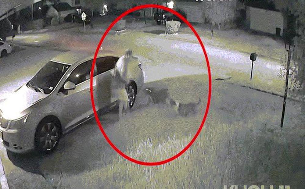 Clip: 2 con Pitbull tấn công 1 người, hàng xóm phải nổ súng-1