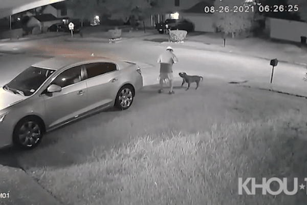 Clip: 4 người vật lộn lôi 2 con Pitbull điên cuồng cắn chó Alaska-2