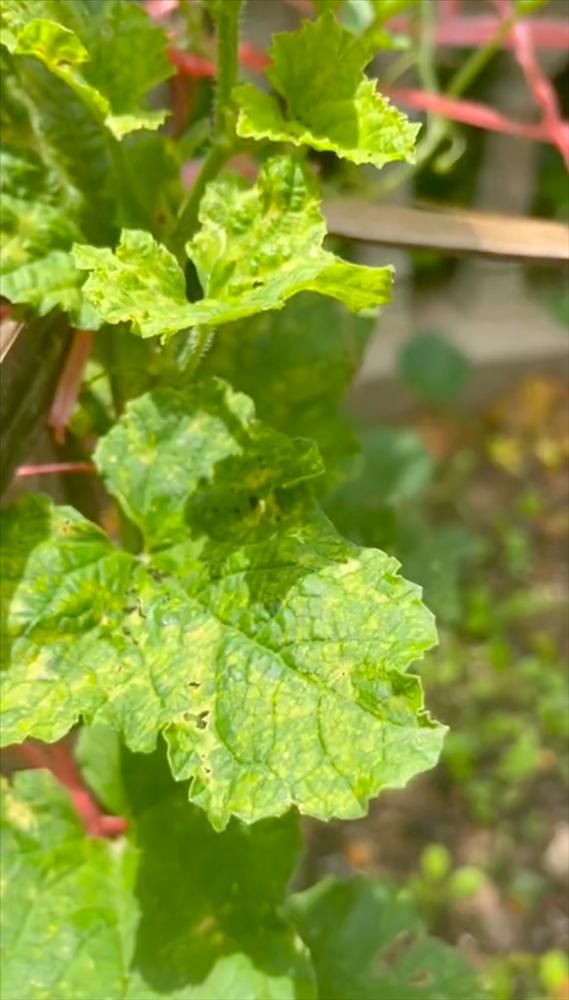 Trồng cây dưa bở đau ốm dặt dẹo nhưng bổ ra ai cũng lác mắt-1