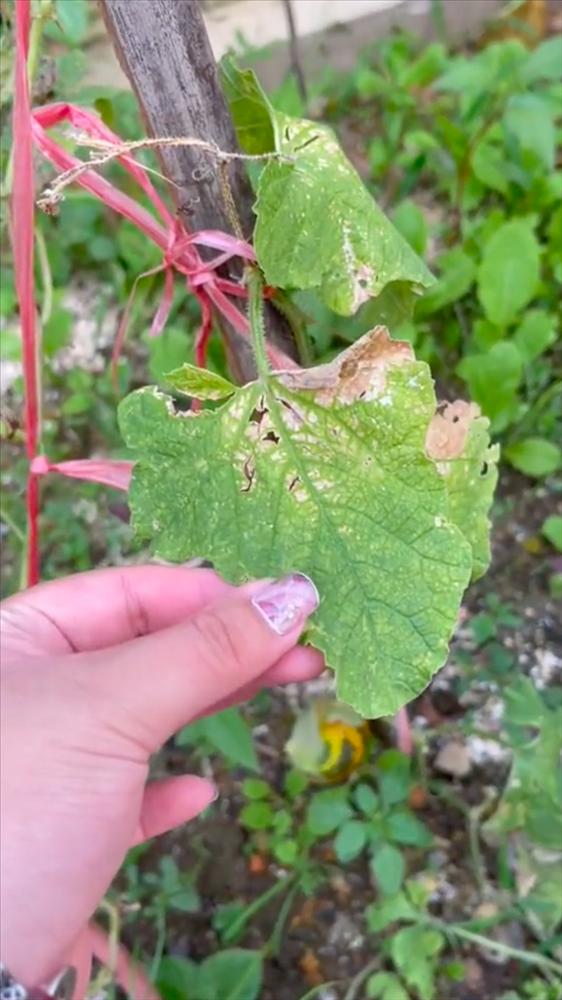 Trồng cây dưa bở đau ốm dặt dẹo nhưng bổ ra ai cũng lác mắt-2