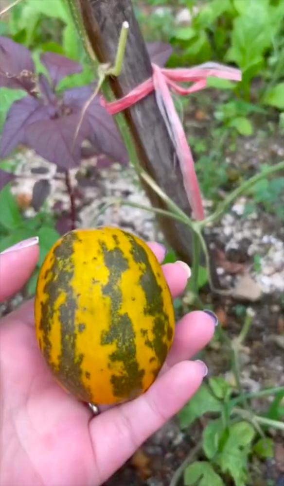 Trồng cây dưa bở đau ốm dặt dẹo nhưng bổ ra ai cũng lác mắt-3