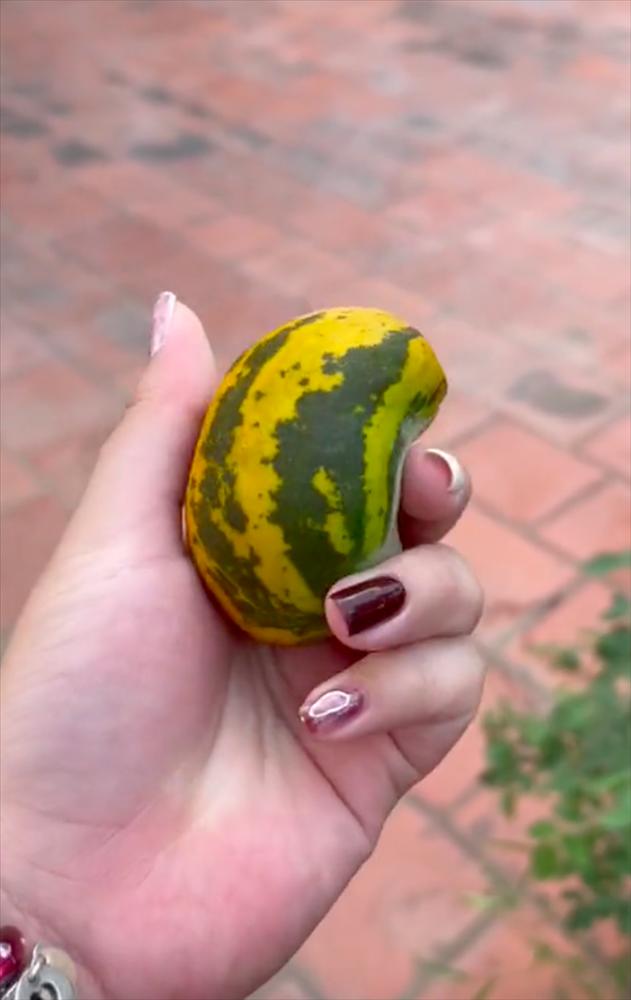 Trồng cây dưa bở đau ốm dặt dẹo nhưng bổ ra ai cũng lác mắt-4