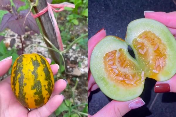 Hết lòng chăm bẵm cây chờ thu hoạch, kết quả chẳng bõ nhét kẽ răng-12