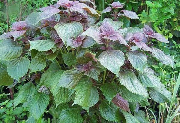 5 loại rau thơm lừng trồng tại nhà, vừa có rau ăn lại vừa làm thuốc-3