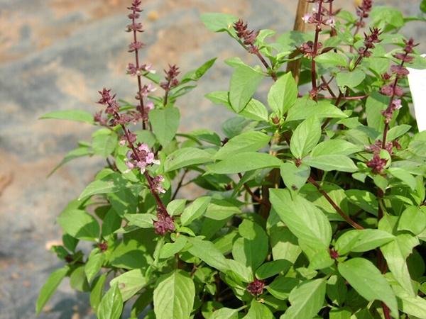 5 loại rau thơm lừng trồng tại nhà, vừa có rau ăn lại vừa làm thuốc-5