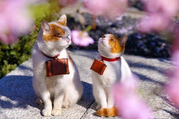 Các con giáp nam thích bị lạnh nhạt, càng tệ bạc họ càng yêu bạn-2