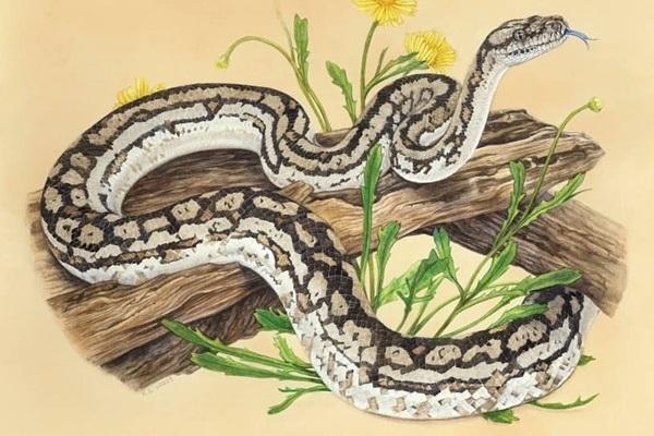 Các con giáp nam thích bị lạnh nhạt, càng tệ bạc họ càng yêu bạn-3