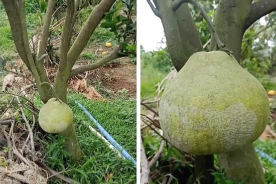 Cô gái khoe trái bưởi 'bất tử', kể lý do mà dân tình hoang mang
